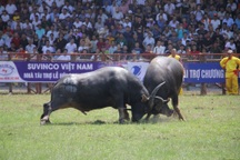 Tạm dừng Lễ hội chọi trâu truyền thống Đồ Sơn 2020