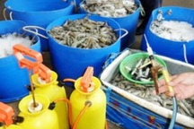Sản xuất "bẩn" tại đồng bằng sông Cửu Long: Bơm tạp chất, “thổi” lớn tôm