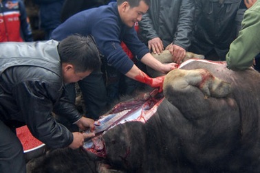 Hãi hùng thịt trâu, bò bơm nước