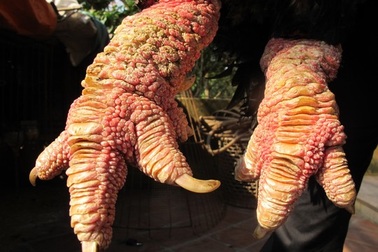 "Choáng" với cặp "chân rồng" con gà Đông Tảo giá 1 cây vàng SJC