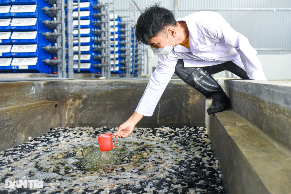 8x mua nước biển Hạ Long lên Hà Nội nuôi cua bán giá gần triệu đồng/kg - 9 8x mua nước biển Hạ Long lên Hà Nội nuôi cua bán giá gần triệu đồng/kg - 9
