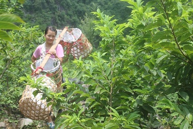 Lên Lạng Sơn ăn na “đu dây”