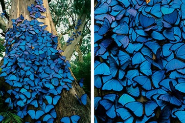 Bức ảnh gây sửng sốt về loài bướm xanh khổng lồ siêu đẹp