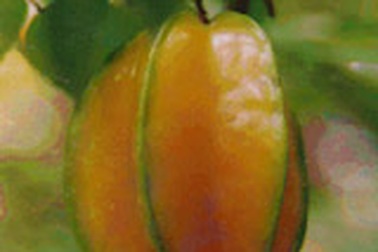 Công dụng chữa bệnh của khế