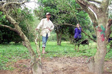 Nhiều cây ngâu trăm năm tuổi đang bị săn lùng