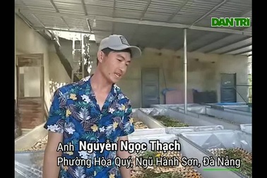 Bỏ chạy grab về nuôi dế, chàng trai 8X kiếm 30 triệu/tháng