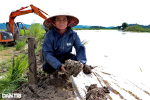 Nông dân căng mình đắp đê cứu nghìn héc ta lúa nguy cơ ngập trắng