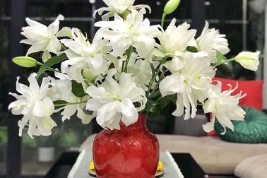 Loại hoa ly siêu đắt đỏ, chị em Hà thành ráo riết lùng mua