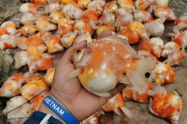 Bể cá cảnh đẹp như mơ giá nửa tỷ đồng chết sạch chỉ vì sự cố