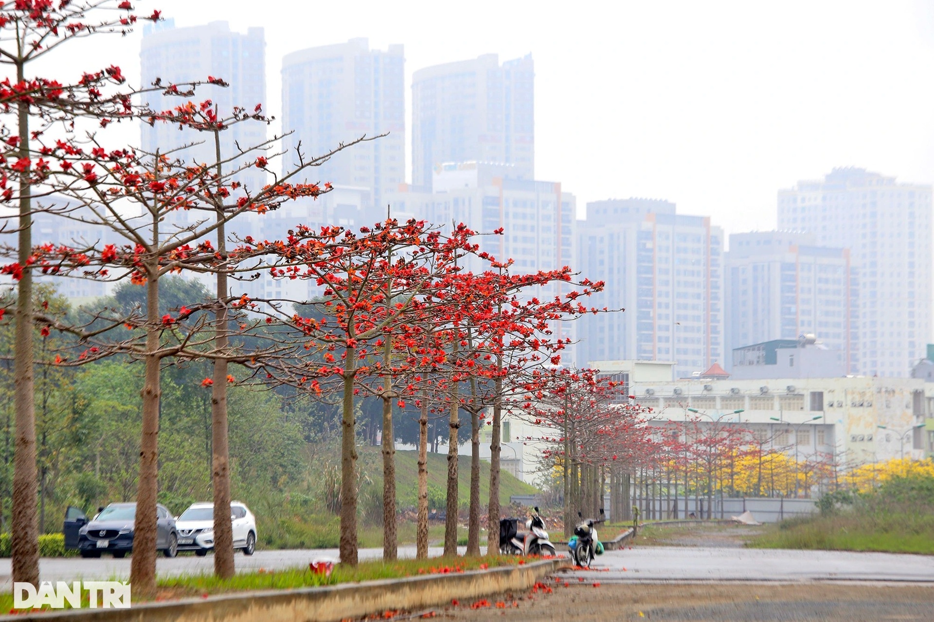Đẹp ngỡ ngàng đường hoa phong linh nở vàng rực rỡ ở Hà Nội - 14 Đẹp ngỡ ngàng đường hoa phong linh nở vàng rực rỡ ở Hà Nội - 14