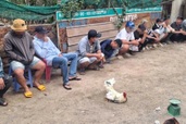 Nhóm cá độ đá gà ở Tây Ninh chạy tán loạn khi công an đột kích