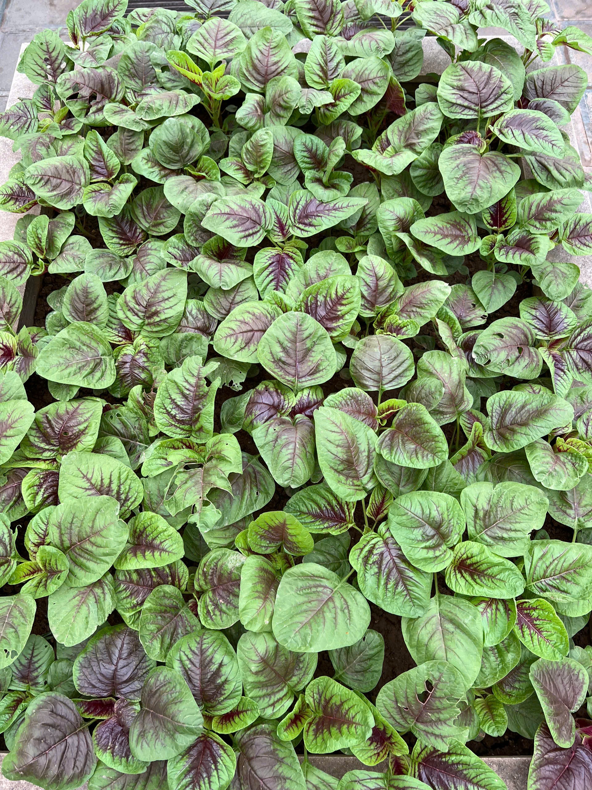 View - Hà Nội: Chồng thiết kế sân thượng 100m2 thành khu vườn trồng rau tặng vợ | Báo Dân trí