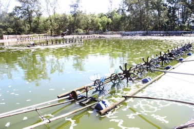 Quảng Trị: Tôm nuôi đang bị dịch bệnh chết, hóa chất phòng dịch đã cạn