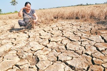 Ngân hàng Thế giới: "Đã đến lúc Việt Nam không thể làm nông nghiệp theo cách cũ"