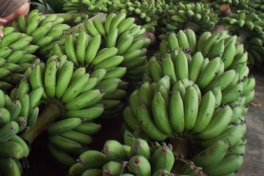 Khan hiếm nguồn cung, giá chuối Tết “leo thang” từng ngày 