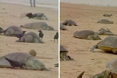 Rùa chết hàng loạt trên bãi biển Ấn Độ