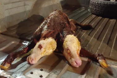 Kỳ lạ bê con "2 đầu, 2 lưng" chào đời ở Mỹ