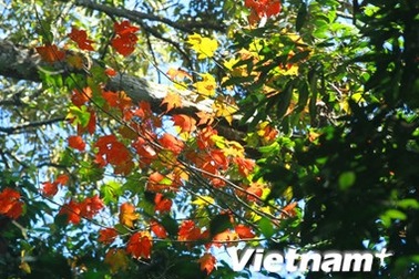 Khám phá rừng lá phong tự nhiên độc nhất vô nhị tại Việt Nam