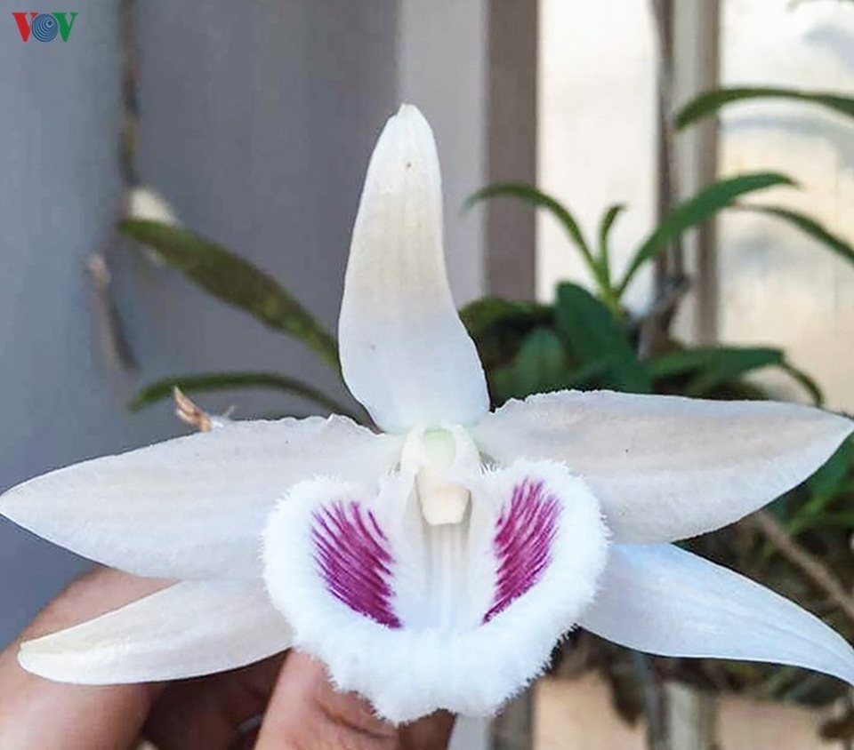 Bí quyết nhận diện lan đột biến tiền tỷ đang khuynh đảo thị trường - 2 Bí quyết nhận diện lan đột biến tiền tỷ đang khuynh đảo thị trường - 2