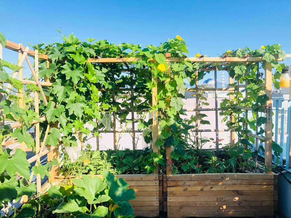 Gia chủ Đà Nẵng phủ xanh nóc nhà bằng vườn rau trái sum suê - 3