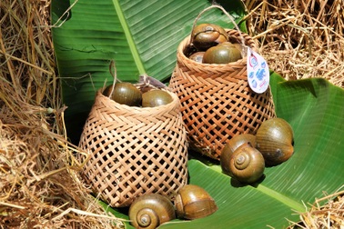 Bí quyết cho ốc "ngủ gác bếp" liền 3 tháng, thu lãi hàng trăm triệu đồng