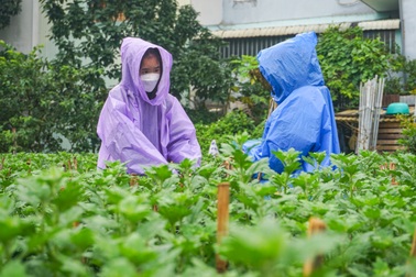 Sinh viên chịu giá rét, mưa lạnh 8 tiếng mỗi ngày để kiếm 200.000 đồng