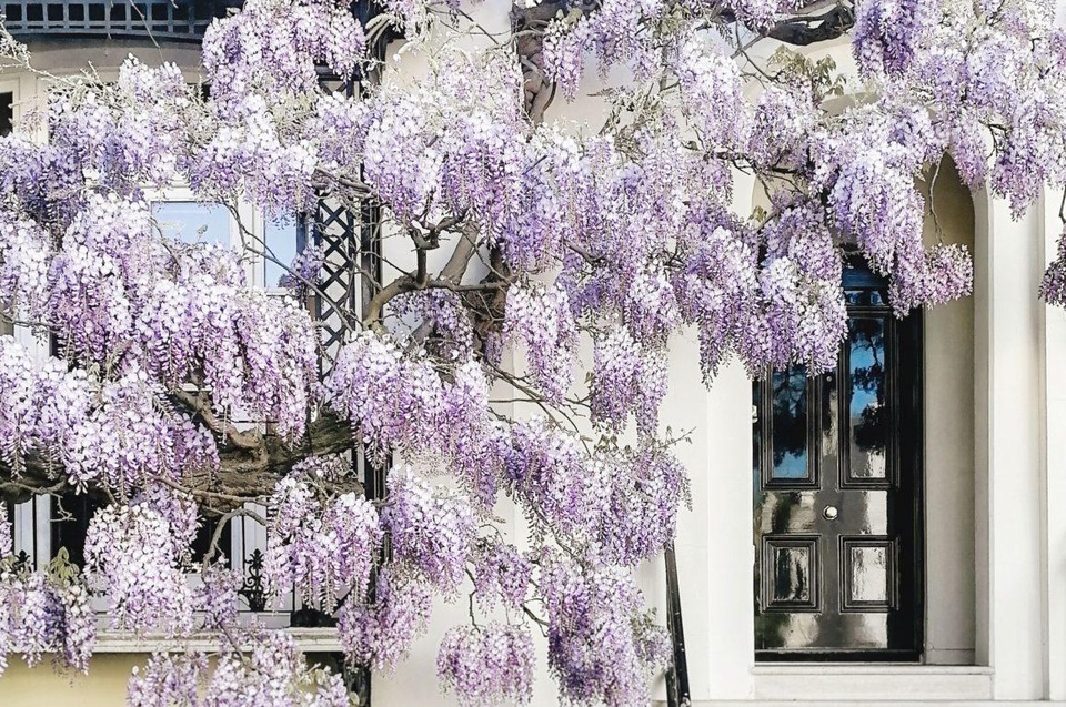 Những biệt thự phủ kín sắc tím hoa tử đằng đẹp như cổ tích ở Anh - 7