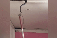 Khoảnh khắc cặp trăn khủng rơi xuống từ trần nhà khiến nhiều người đứng tim