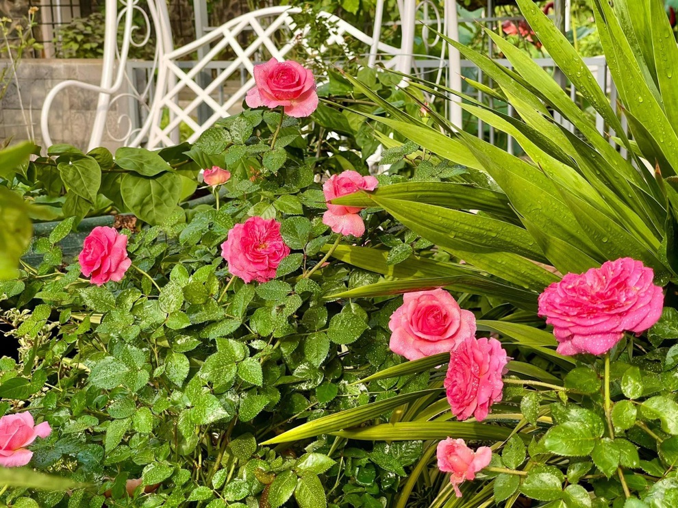 Khu vườn như resort thu nhỏ, gia chủ thưởng trà, ngắm cá bơi ở Đồng Nai - 10 Khu vườn như resort thu nhỏ, gia chủ thưởng trà, ngắm cá bơi ở Đồng Nai - 10