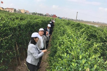 10 năm thành công nhờ dược liệu sạch cho người tiểu đường