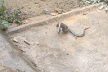 Bi hài khoảnh khắc loài rắn chuyên săn chuột lại bị… chuột truy đuổi