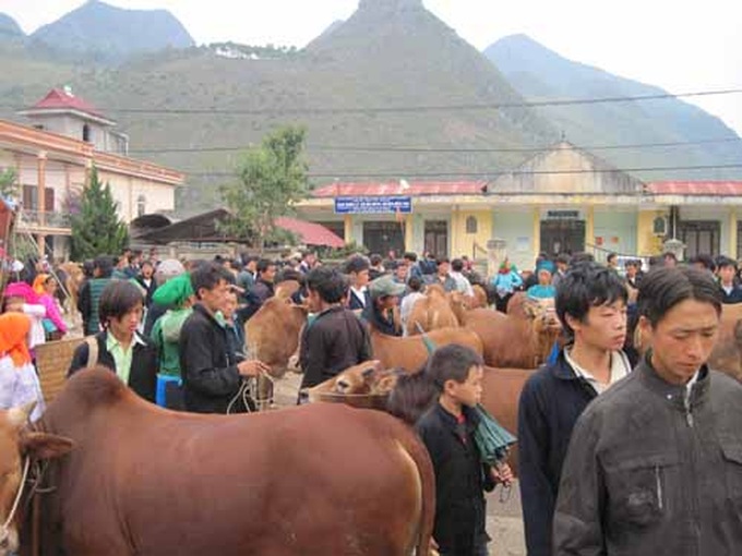 Hà Giang: Chợ bò Mèo Vạc - điểm đến trên vùng Cao nguyên đá