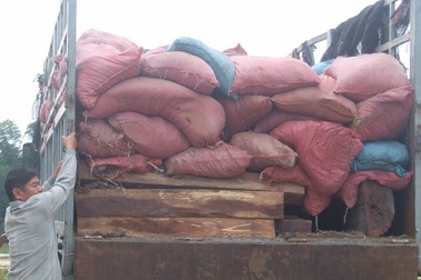 Chở gỗ hương quý hiếm “ngụy trang” dưới... phân bò