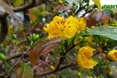 Chiêm ngưỡng những cây mai vàng giá hàng trăm triệu ở Hà Nội