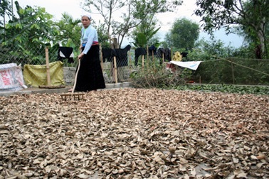 Thực hư bài thuốc “cải tử hoàn sinh” của bà lang xứ Mường 