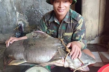 Đi thả câu, bắt được cá ghé “khủng” nặng 22kg