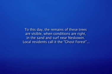 Khu rừng ma đột nhiên nổi lên trên bờ biển