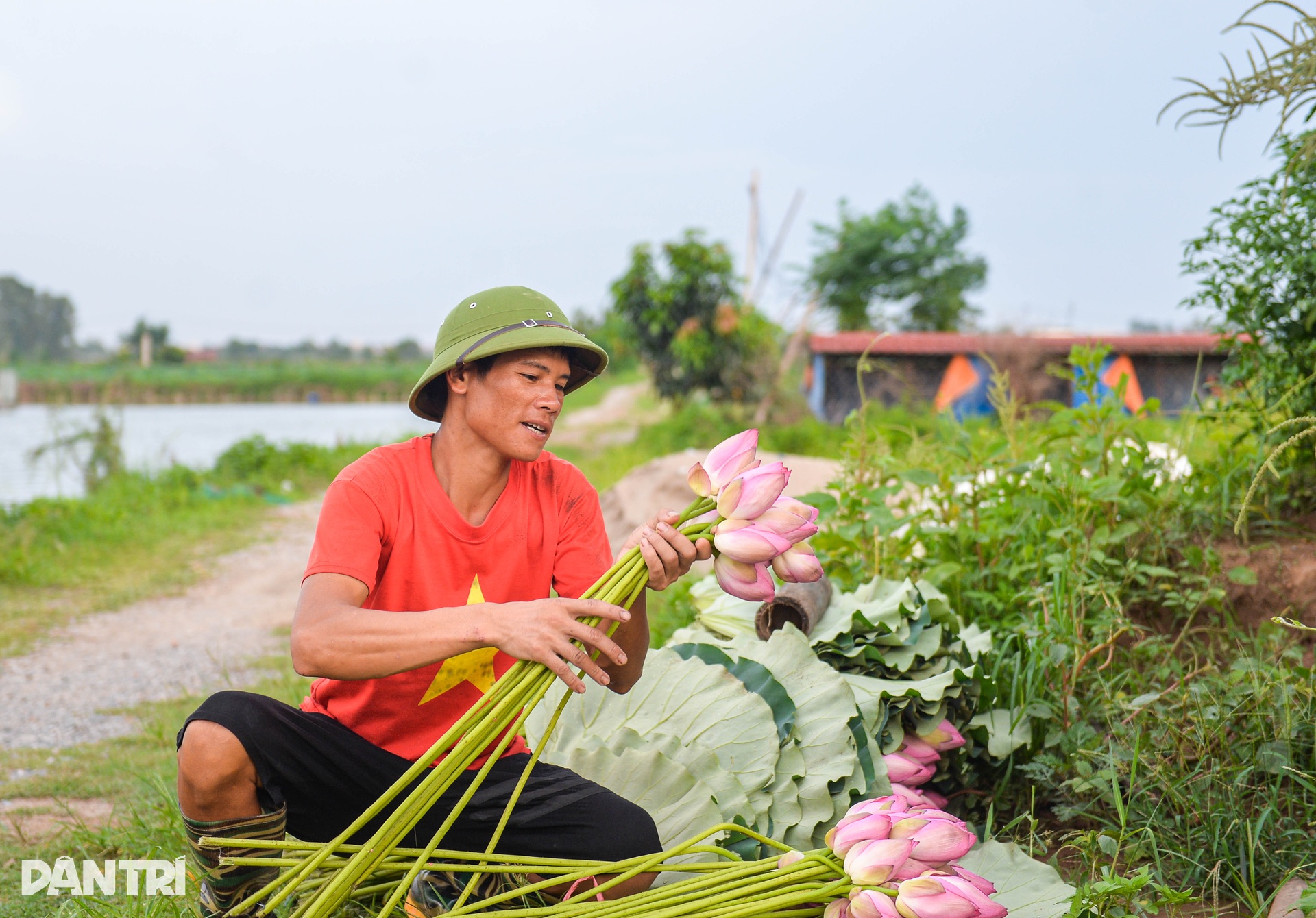 Biến đồng hoang thành đầm sen triệu bông, anh nông dân kiếm tiền tỷ - 5 Biến đồng hoang thành đầm sen triệu bông, anh nông dân kiếm tiền tỷ - 5