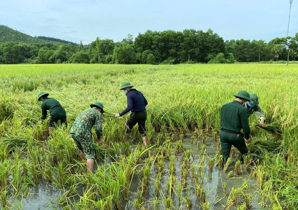 Công an giúp dân đang bị cách ly gặt lúa chạy bão - 2 Công an giúp dân đang bị cách ly gặt lúa chạy bão - 2