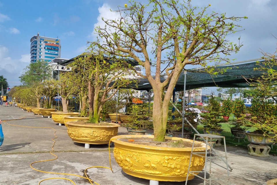 Chiêm ngưỡng hàng mai cổ thụ tại chợ hoa Tết Đà Nẵng - 6 Chiêm ngưỡng hàng mai cổ thụ tại chợ hoa Tết Đà Nẵng - 6