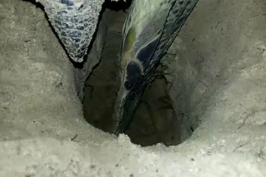 Rùa biển có khả năng quay về nơi “chôn nhau cắt rốn” để duy trì nòi giống