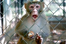 Khỉ đi lạc quậy phá khu dân cư