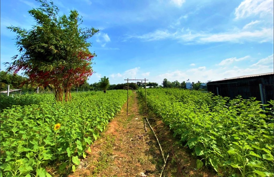 Chiêm ngưỡng vườn hoa tam giác mạch giữa đất Tây Đô - 9 Chiêm ngưỡng vườn hoa tam giác mạch giữa đất Tây Đô - 9