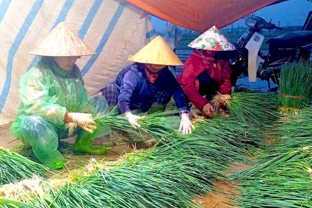 Nước ngập sâu, nông dân nhổ rau non bán rẻ - 3