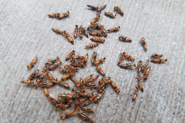 Dân chung cư Hà Nội khốn khổ vì kiến ba khoang tấn công