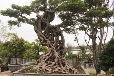 Mục sở thị những “siêu cây” của lão nông tỷ phú Hà thành