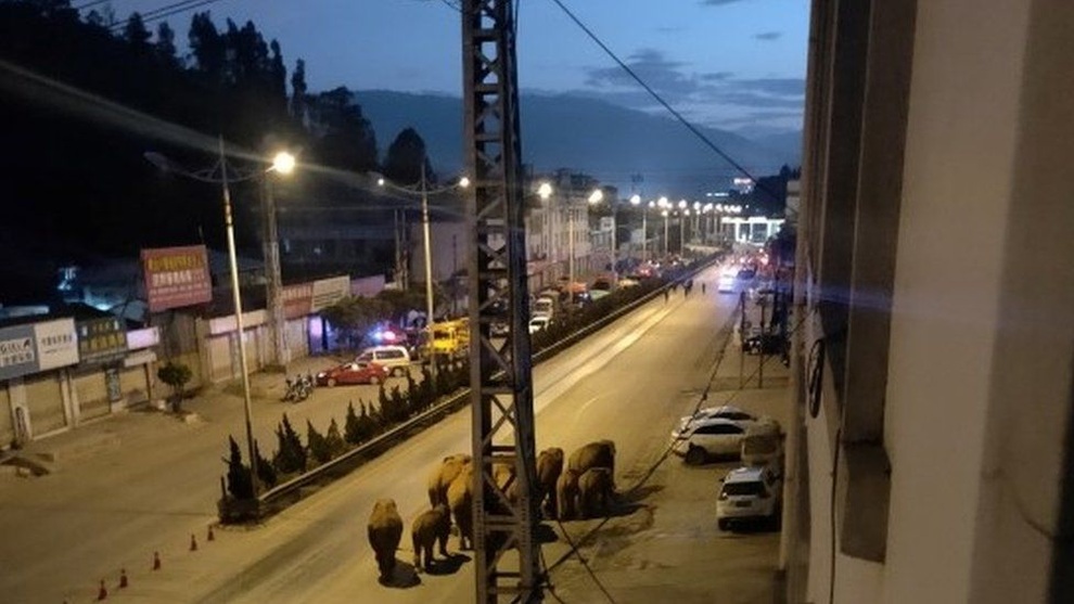 Đàn voi khủng đi phượt 500 km gây xôn xao Trung Quốc - 2