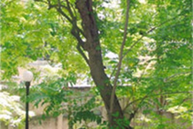 Bắt khẩn cấp cán bộ tổ chức đốn cây sưa ở gò Đống Đa