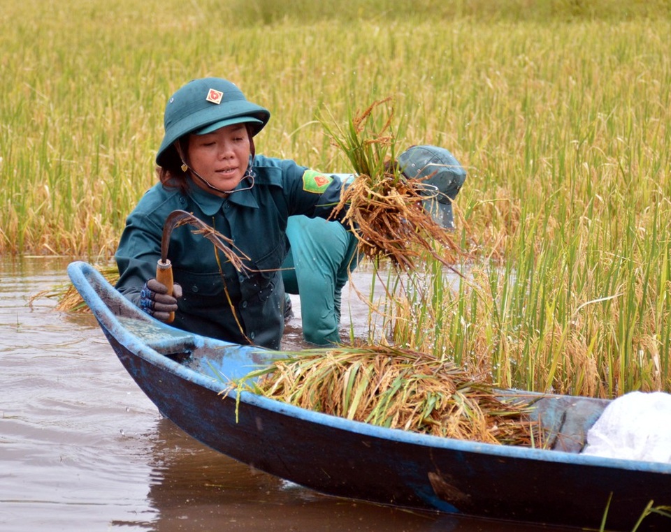 Hàng trăm bộ đội, dân quân tự vệ lội ruộng giúp dân gặt lúa chạy ngập lụt - 7 Hàng trăm bộ đội, dân quân tự vệ lội ruộng giúp dân gặt lúa chạy ngập lụt - 7