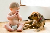 Giữ trẻ an toàn khi nhà nuôi chó